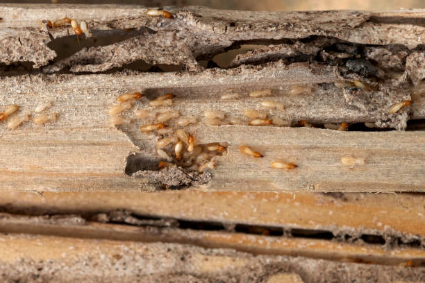 Best Affordable Pest Control Services  in Anderson Creek, NC